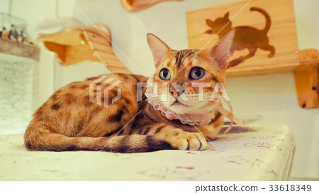 Beautiful short hair cat 33618349