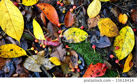 4K fallen leaves 4K fallen leaves 33618414