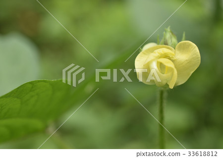 Yabutsuruazuki Yabutsuruazuki 33618812