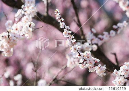 Cherry Blossom, Sakura season in Japan. Cherry Blossom, Sakura season in Japan. 33619259