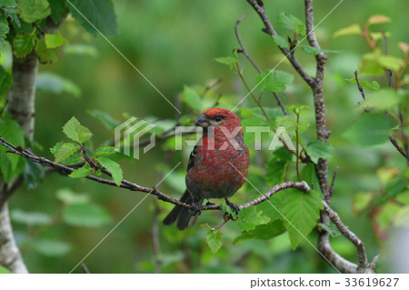 North Ginzan Mashiko North Ginzan Mashiko 33619627