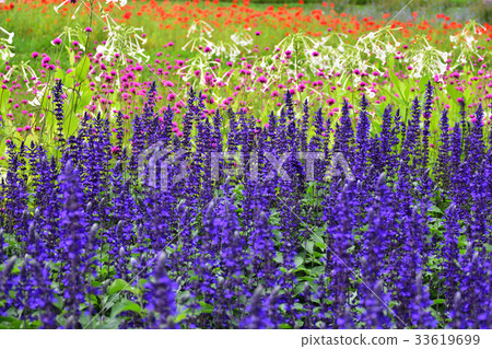 Salvia in Takino Suzuran Park 33619699