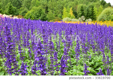 Salvia在瀧野Suzuran公園 Salvia在瀧野Suzuran公園 33619700