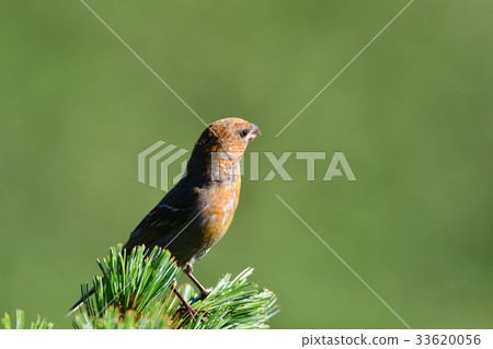 Ginzan mashiko juvenile 33620056