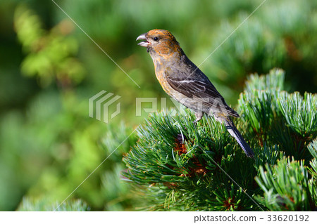 Ginzan mashiko juvenile Ginzan mashiko juvenile 33620192