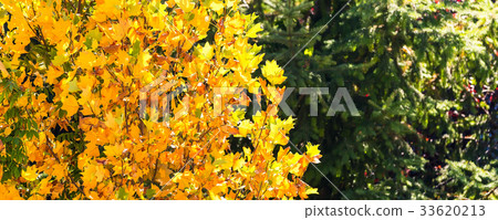 yellow decorative leafs autumn banner background yellow decorative leafs autumn banner background 33620213
