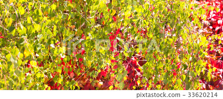 yellow and red decorative leafs fall background yellow and red decorative leafs fall background 33620214