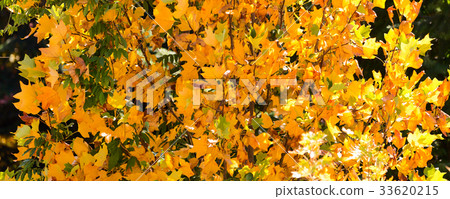 yellow decorative leafs fall background yellow decorative leafs fall background 33620215