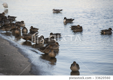 A group of tale bird along the shore in Sendai, Ja A group of tale bird along the shore in Sendai, Ja 33620560