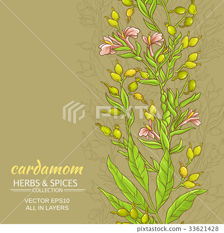 cardamom vector background 33621428