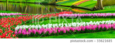 tulips and hyacinth flowerbed in spring garden 33621685