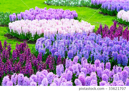 Colorful hyacinth flowers blossom, spring garden  33621707