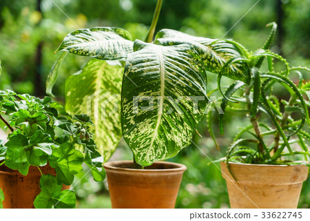 houseplants in the pot 33622745