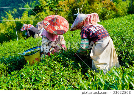 Farmers pick up organic tea bud & leaves in Taiwan Farmers pick up organic tea bud & leaves in Taiwan 33622868