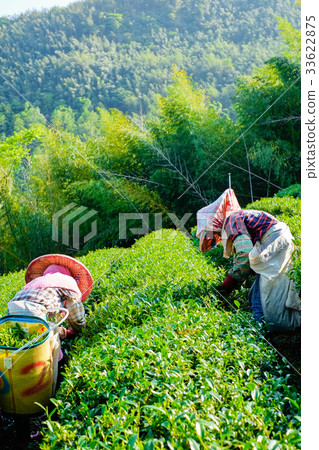 Farmers pick up organic tea bud & leaves in Taiwan Farmers pick up organic tea bud & leaves in Taiwan 33622875