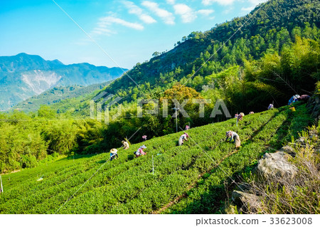 Famous Oolong tea & leave in Alishan, Taiwan 33623008