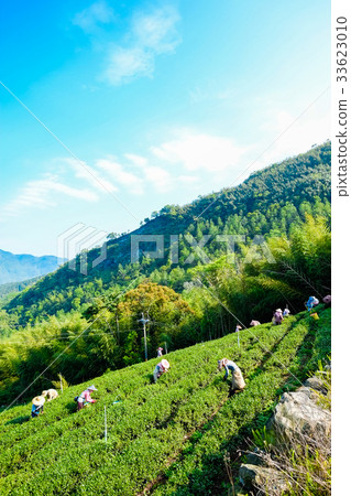 Famous Oolong tea & leave in Alishan, Taiwan 33623010