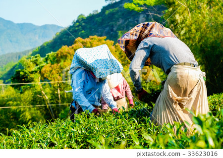 Farmers pick up tea bud & leaves in Taiwan 33623016