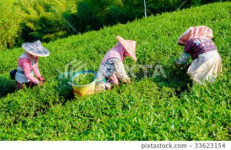 Farmers pick up organic tea bud & leaves in Taiwan 33623154