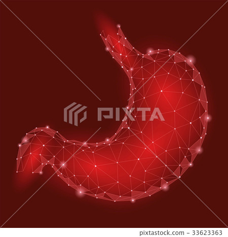 Human healthy stomach. Internal digestion organ 33623363