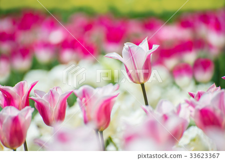 Vivid red and white tulip 33623367
