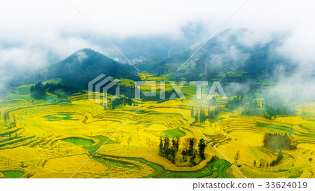 Canola field, rapeseed flower  33624019