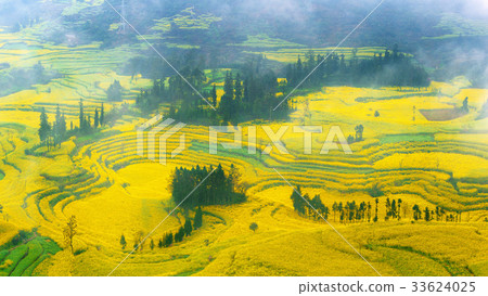 Canola field, rapeseed flower 33624025