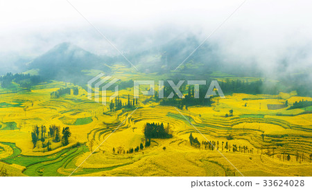 Canola field, rapeseed flower 33624028
