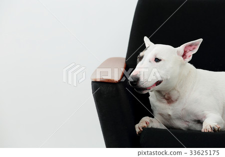 放鬆在沙發的雜種犬 33625175
