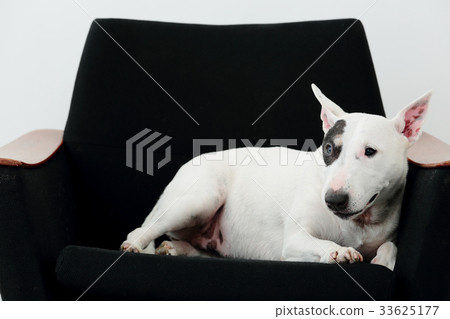 Bull terrier relaxing on the sofa Bull terrier relaxing on the sofa 33625177