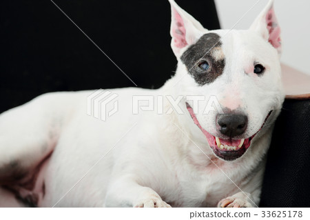 放鬆在沙發的雜種犬 33625178