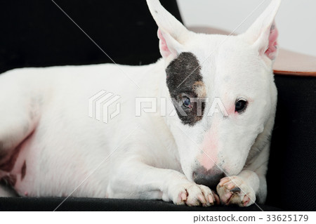 放鬆在沙發的雜種犬 33625179