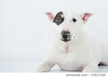 鬥牛犬我打孔 33625180