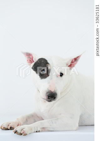 Bull Terrier I Punch Bull Terrier I Punch 33625181