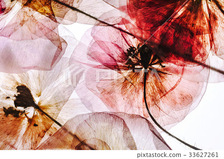 dried flowers dried flowers 33627261