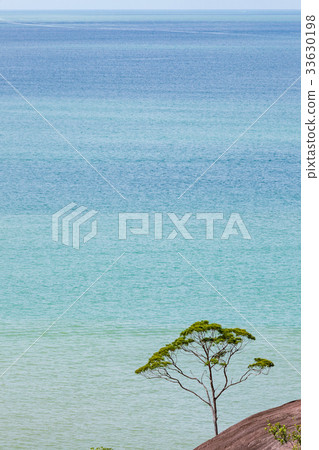 Small tree and big vast ocean Small tree and big vast ocean 33630198