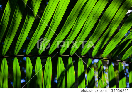Green backlit leaf in the jungle 33630265