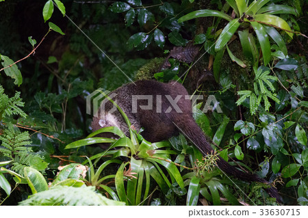 Wild white-nosed coati in rainforest Wild white-nosed coati in rainforest 33630715