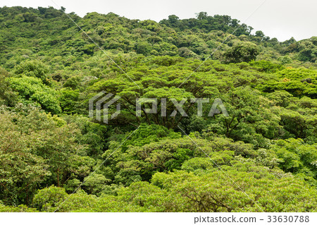 Lush rainforest canopy Monteverde Costa Rica 33630788