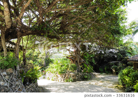Okinawa  33631616