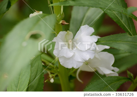 Garden Balsam 33631726