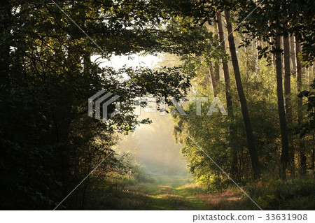 Rural road through the forest at sunrise  33631908