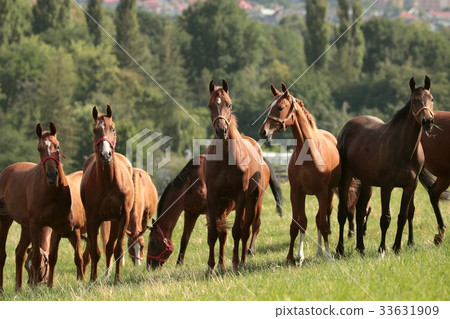 Horses on a background of trees Horses on a background of trees 33631909