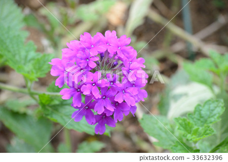 Sukon Verbena (Homestead Purple) Sukon Verbena (Homestead Purple) 33632396