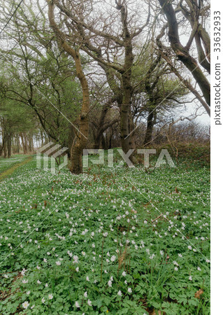 Woods at Dovnsklint 33632933