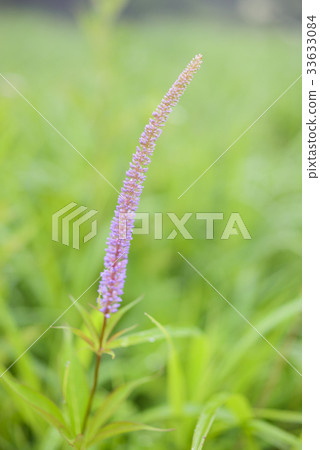 三葉膠膿 33633084