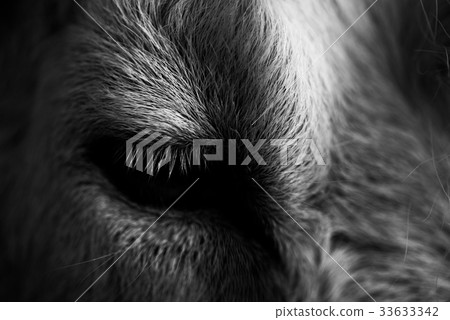 山羊的臉(單色) 山羊的臉(單色) 33633342