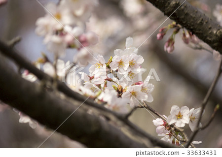 Cherry Blossoms	 33633431