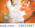 Autumn leaves 33633987