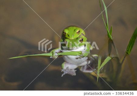 Frog in rice field Frog in rice field 33634436